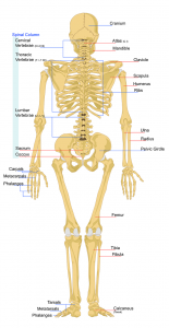 low back and spine anatomy