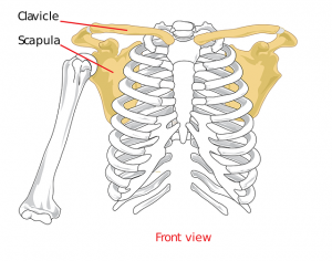 Image of shoulder skeleton