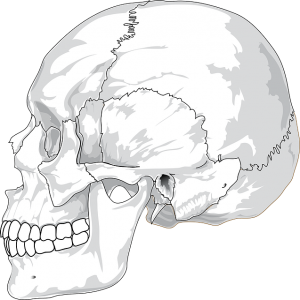 Picture of skull related to jaw pain