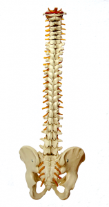 Physical therapy effective for back pain